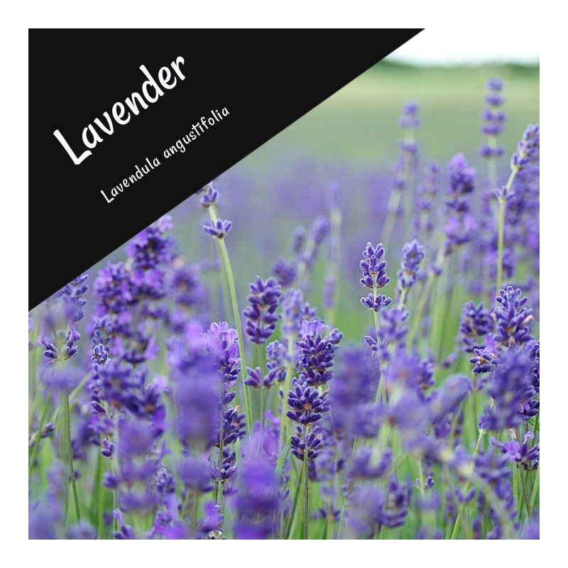 Lavender Essential Oil