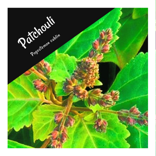 Patchouli essential Oil